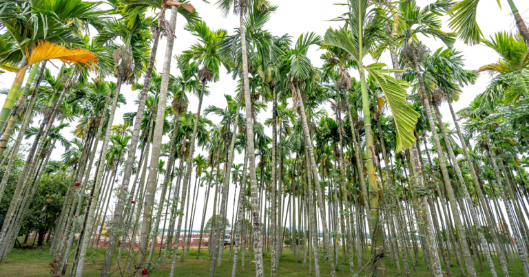 Quality and Sustainability in Indonesia’s Betel Nut Trade