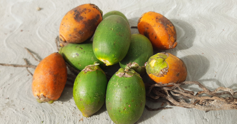 The Rise of Indonesia’s Betel Nut Exports