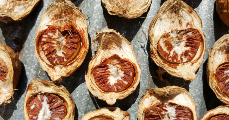 Indonesia Strengthens Its Global Betel Nut Leadership with Major July Export Shipment
