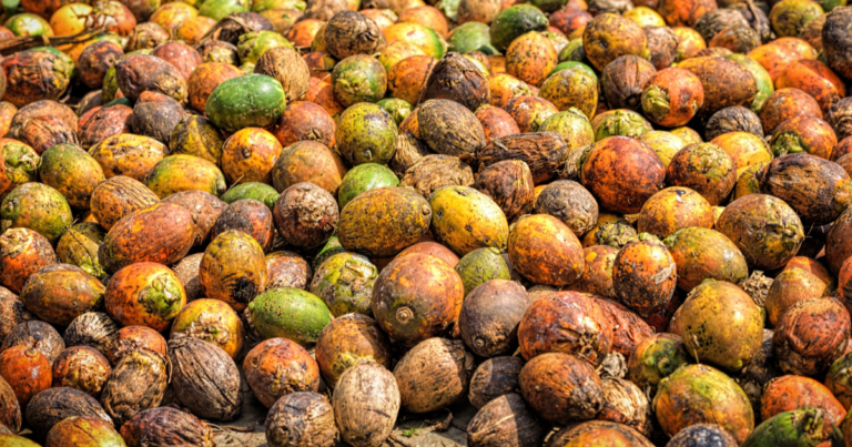 From Tradition to Global Trade: The Expanding Role of Indonesian Betel Nut